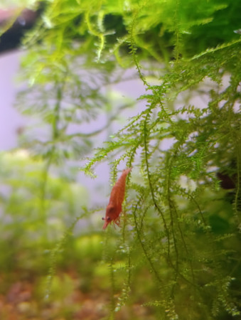 aquariophile Normand_Shrimp