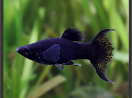 aquariophile Mimine_38