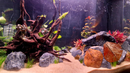 aquariophile Mastodontelyon