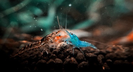 aquariophile Johanne63