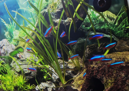 aquariophile Miikajp94