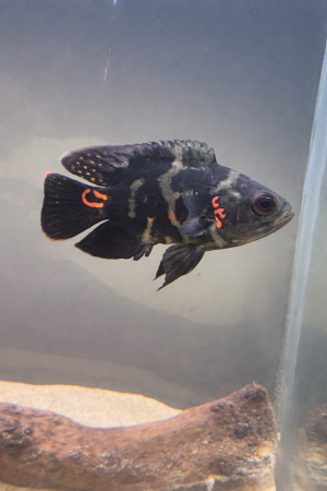 aquariophile Julo59650