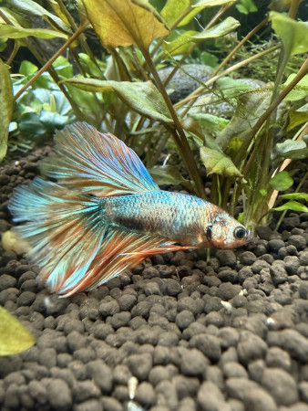 aquariophile JohnFisher