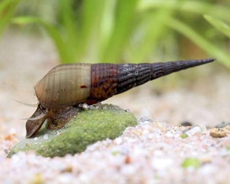 stenomelania torulosa