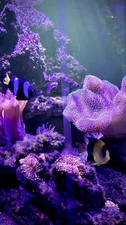 aquariophile Patdu84