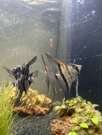 aquariophile Goataqua