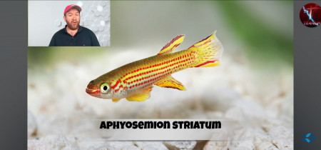 aquariophile Julie80