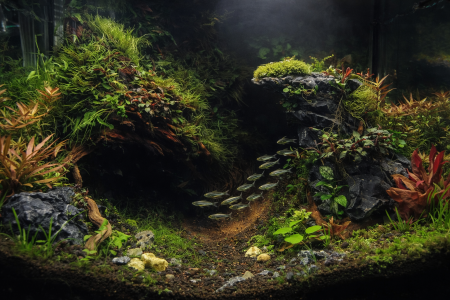 aquariophile Barbulle