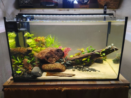 aquariophile ii2MiCaB