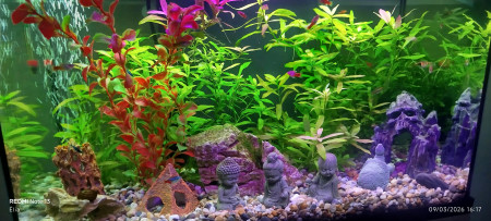 aquariophile MazLorEli