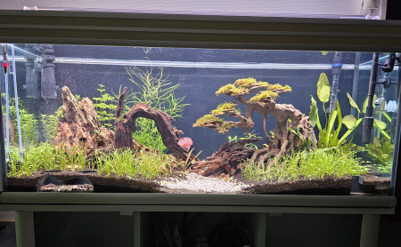 aquariophile NoemieMarseille