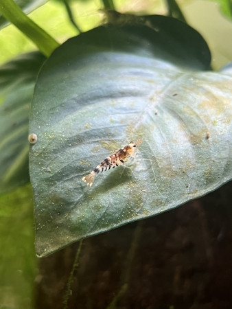 aquariophile Shrimp60