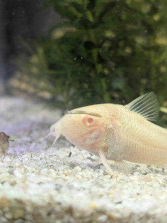 aquariophile aquazen67