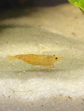 aquariophile fabryce34