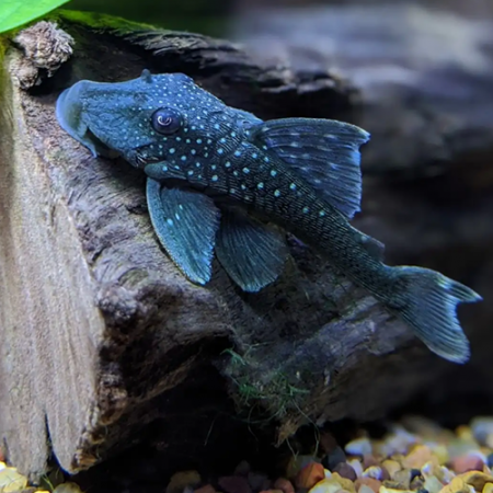 aquariophile Kades27