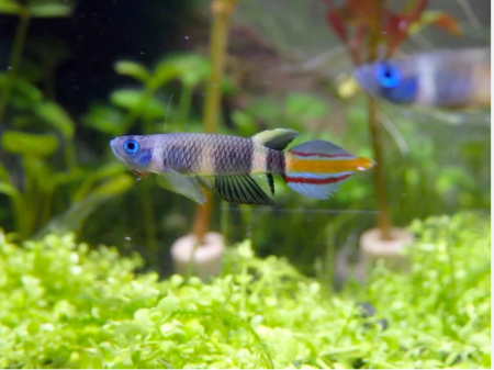 aquariophile Thomas69