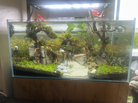 aquariophile Bichette29