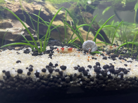 aquariophile ninicocodu40