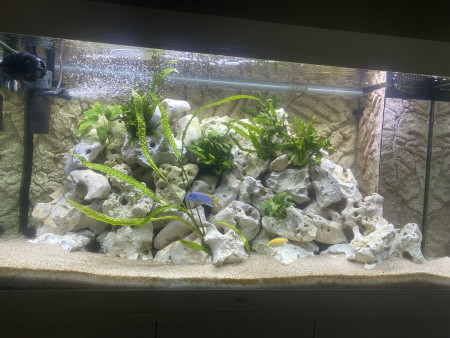 aquariophile Cristialou