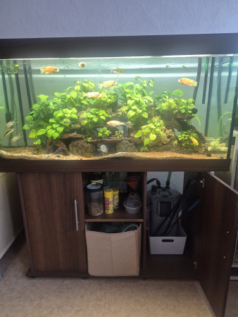 aquariophile julien92