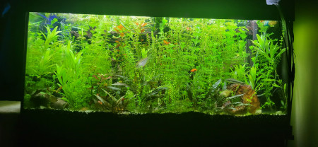 aquariophile Shadow06