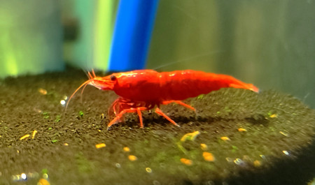 aquariophile Zardouneux01