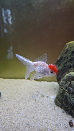 aquariophile fuzzytooth