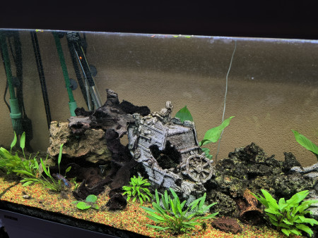 aquariophile zelda29023862