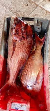 aquariophile Seafood