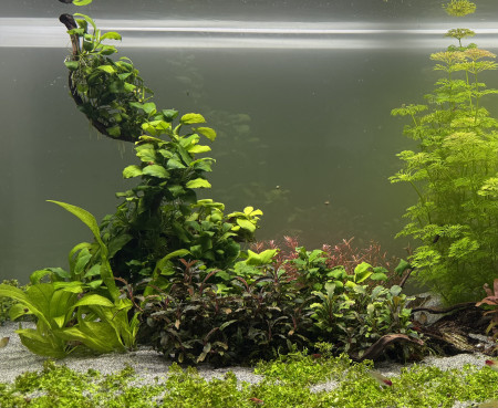 aquariophile Alexxis