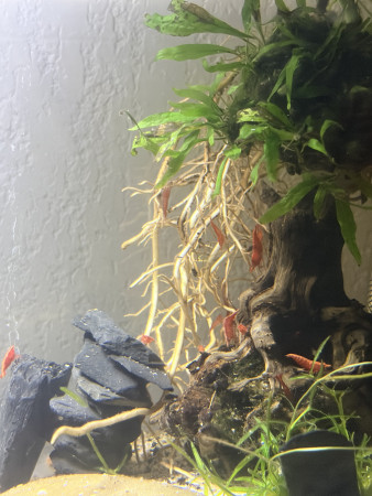 aquariophile Fishlove88