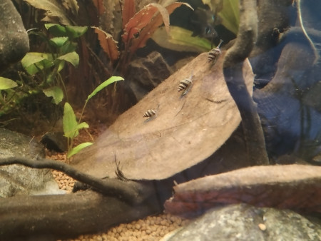 aquariophile Ninidu1313