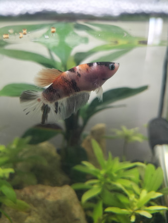 aquariophile Fleurise