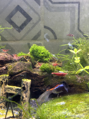 aquariophile YounessJ