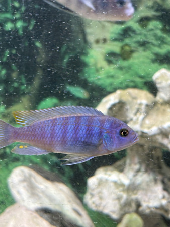 aquariophile nougatine13