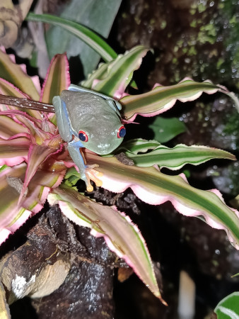 aquariophile Jejelaquario