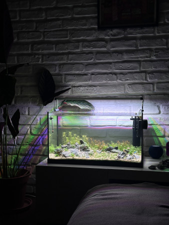 aquariophile HugoMmmm