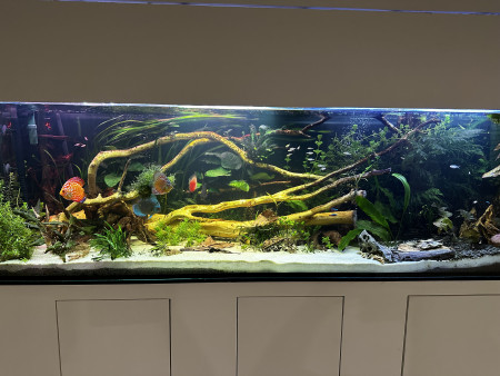 aquariophile Jojo76640