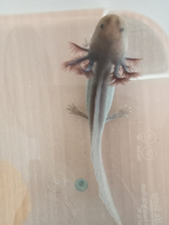 aquariophile Breizh29