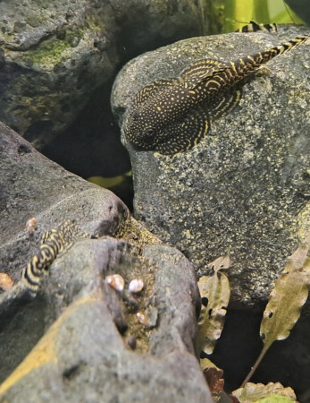 aquariophile FabienP