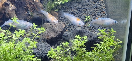 aquariophile Medaka77