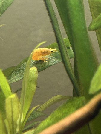 aquariophile Chachou1423