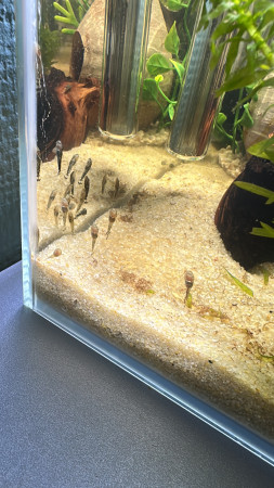 aquariophile Lapassionne