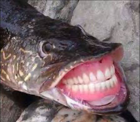 aquariophile Kikilepoisson