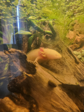 aquariophile Gorudenhotaru