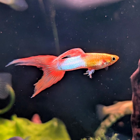 aquariophile Cocotte01