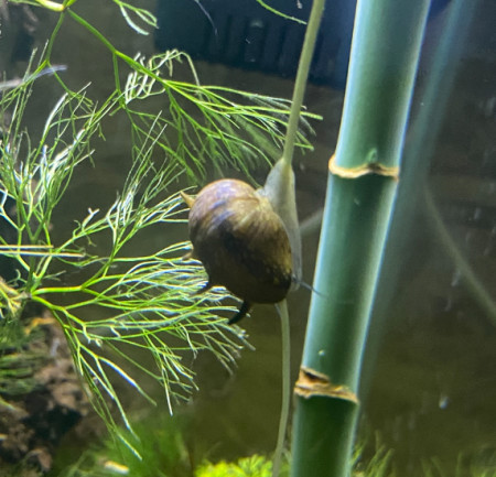 aquariophile ClaireKV