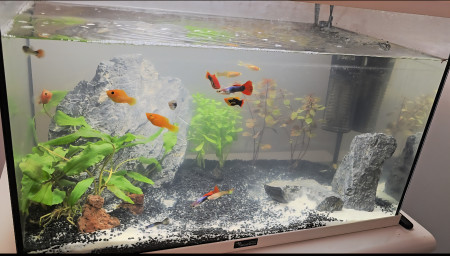 aquariophile Ylmzstc