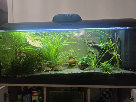 aquariophile Aquadebut
