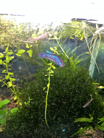 aquariophile liliakarine